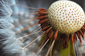 Dandelion seed head, from an amazing website called Inspiration Green!