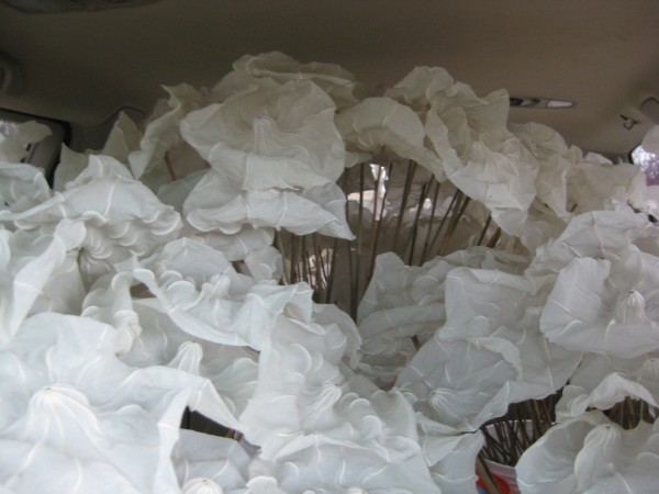 300 dandelion seeds traveling in the back of a van to be installed